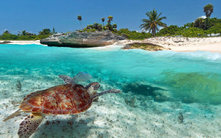 Turtle swimming ocean sandy beach - a clear blue sky free wallpaper