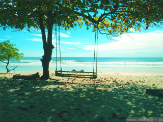 Swing tree beach ocean view - a view of the ocean in the background free wallpaper