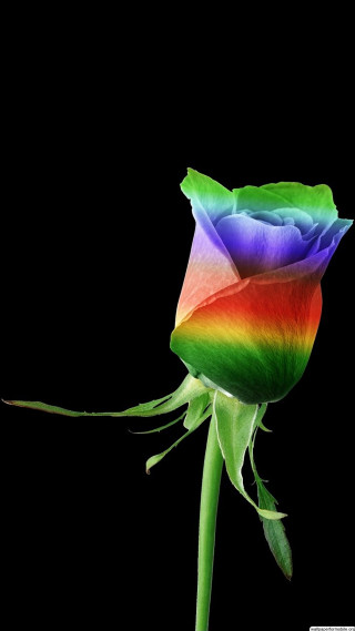Rainbow colored rose black background - free hearts wallpaper for mobile