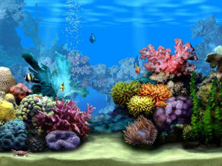 Colorful coral reef fish underwater - fish and corals free wallpaper