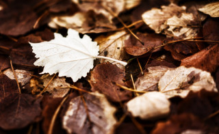 Leaf forest floor autumn blur - leaf and grass free wallpaper
