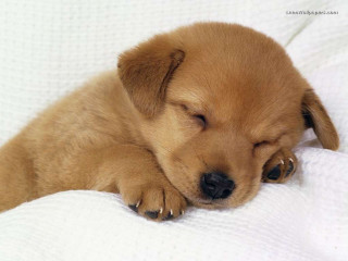 Puppy sleeping white blanket owner - adorable free wallpaper