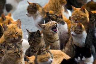 Cats yawning together renaissance award - bourgeoi free wallpaper