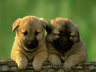 Two puppies sitting on log - two puppy free wallpaper