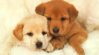 Two puppies laying white blanket - two puppy free wallpaper
