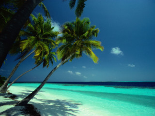 Beach palm trees blue water - clear blue water free wallpaper