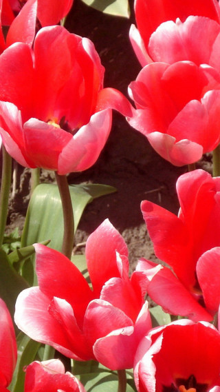 Red flowers in the grass - one flower in the middle of the picture free wallpaper for mobile