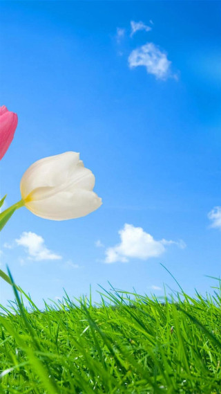 Tulips grass blue sky clouds - free spring wallpaper for mobile