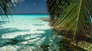 Beach palm tree clear water - clear water free wallpaper