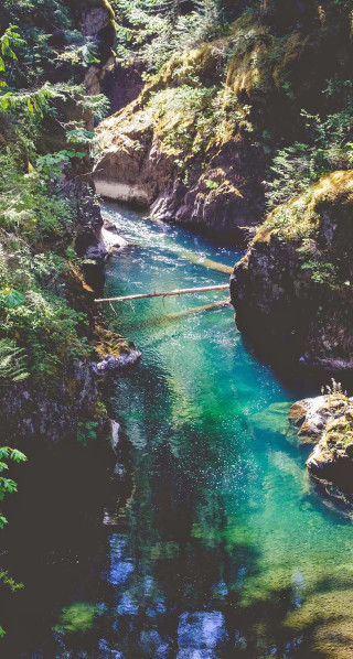 River lush green forest trees 3 - free nature wallpaper for mobile