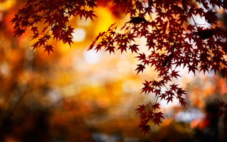 Tree red leaves fall blurry - the fall season free wallpaper
