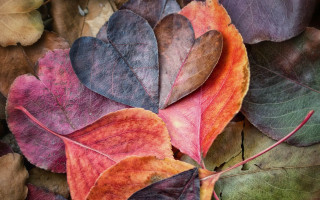 Fall leaves ground together nature - a group of leaves free wallpaper