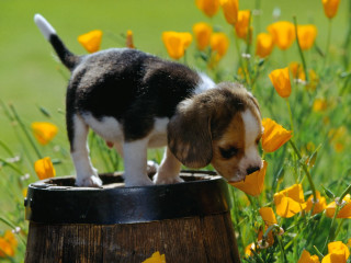 Puppy barrel field yellow flowers - a green field behind free wallpaper for desktop