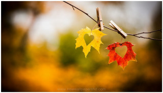 Leaves heart tree branch hanging - a tree branch free wallpaper