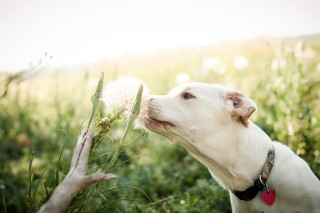 Dog smelling dandelion field grass - elke vogelsang free wallpaper