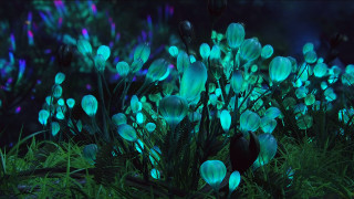 Glowing flowers night sky green - the dark night sky free wallpaper for desktop