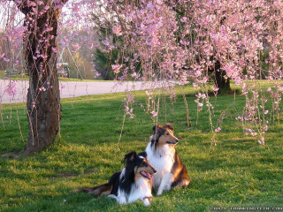 Dogs grass tree pink flowers - sunny day free wallpaper
