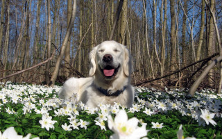 Dog laying field white flowers - elke vogelsang free wallpaper