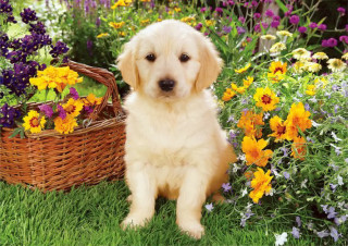 Puppy grass basket flowers background - the grass next free wallpaper