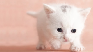 Small white kitten black spot - tiny free wallpaper for desktop