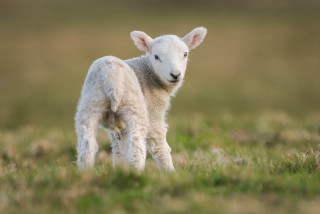 Small lamb grassy field blurry - a grassy field free wallpaper for desktop