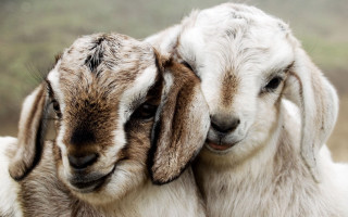 Two goats hugging field grass - a field of grass and dirt free wallpaper for desktop