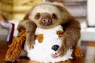Sloth holding stuffed animal table - aloysius okelly free wallpaper