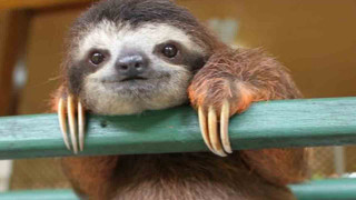 Sloth hanging green rail smiling - cicely free wallpaper