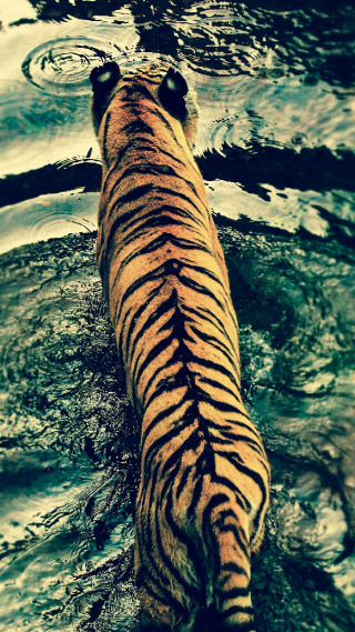 Tiger water sky sunset volcano - a tiger free wallpaper for mobile