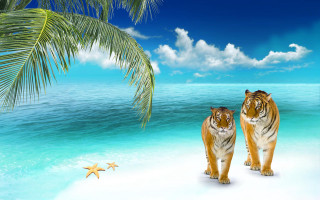 Tigers beach starfish palm summer - two tiger free wallpaper