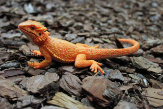 Small orange lizard pile rocks - rock and gravel free wallpaper