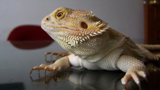 Lizard closeup table red object 4 - dragon art free wallpaper