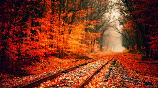Train track forest orange leaves - orange leaf free wallpaper