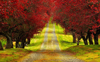 Autumn leaves path forest field - a green field in the background free wallpaper