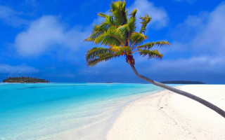 Palm tree beach blue sky 31 - a white sand beach free wallpaper