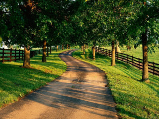 Dirt road fence trees grass 2 - a fence and trees free wallpaper