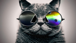 Cat sunglasses rainbow reflection black 2 - psychedelic art free wallpaper