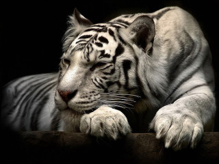 White tiger ledge eyes closed - a white tiger free wallpaper