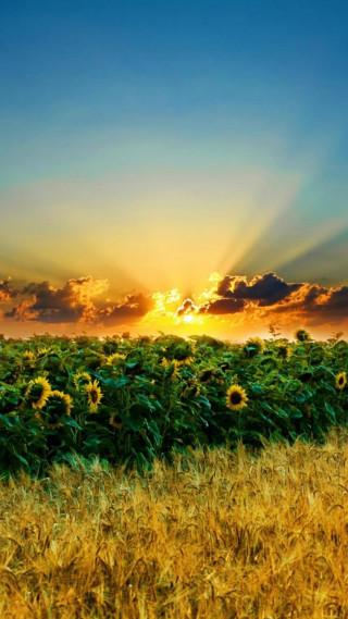 Sunflower field sunset clouds sky - sunrise free wallpaper for mobile