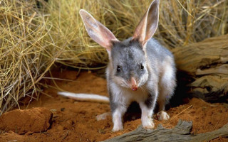 Small gray white animal ears - grass and bushes free wallpaper