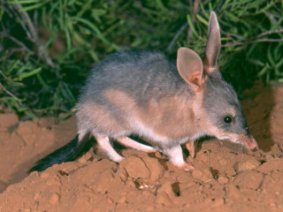 Small animal dirt field bush - top of a dirt field next free wallpaper