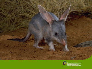 Gray rat walking dirt field - a green border free wallpaper