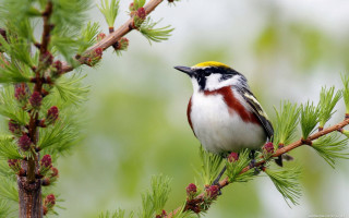 Bird perched pine tree cones 2 - yellow beak free wallpaper