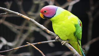 Colorful bird perched tree branch 10 - upper body free wallpaper for desktop