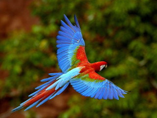 Colorful bird flying air wings 3 - vibrant free wallpaper