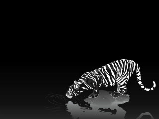 Black white tiger drinking water - a pond of water free wallpaper