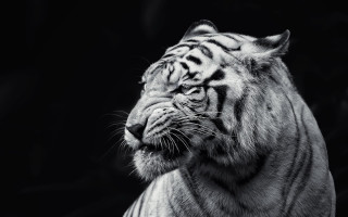 White tiger looking distance eyes - a white tiger free wallpaper