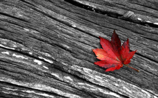 Red leaf wooden surface autumn 2 - background free wallpaper