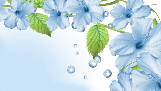 Blue flower water drops floral - water drop free wallpaper