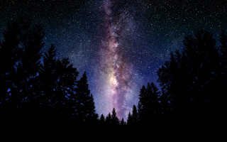 Night sky stars trees foreground 3 - star and trees free wallpaper